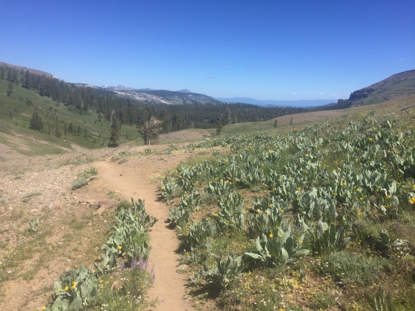 55198797884__CD71F3B9-3B89-444A-A03C-234E8FAC83D7 View of Lake Tahoe