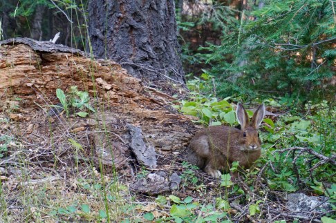 FullSizeRender-1 Border Bunny