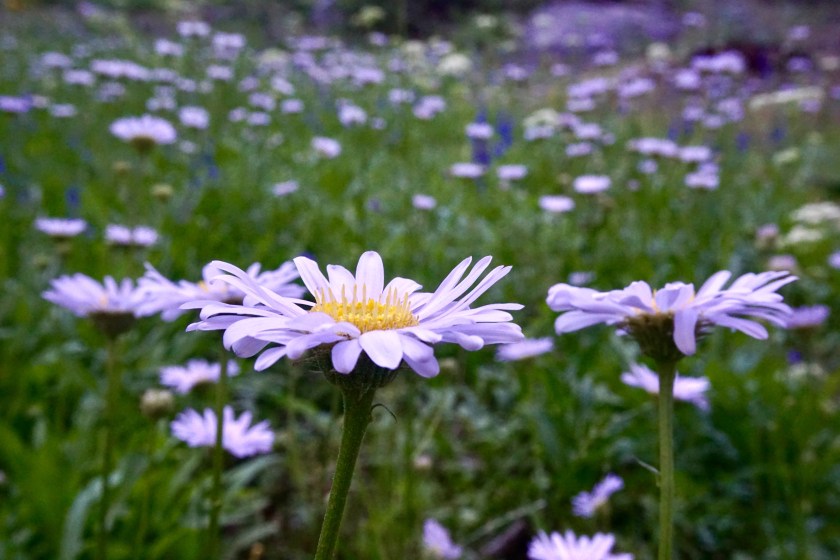 FullSizeRender-2 Daisies