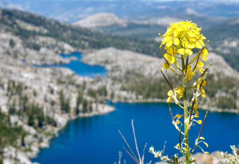 FullSizeRender-6 Carson Pass flower with Blue Lakes