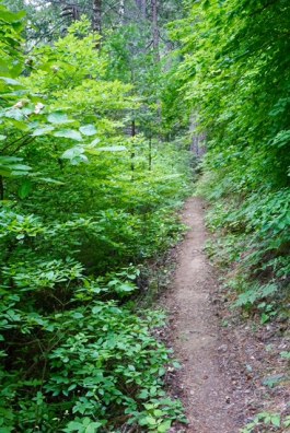 IMG_7552 Lassen Forest Trail