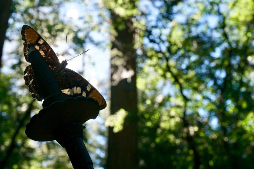 IMG_7560 hitch hiking butterfly