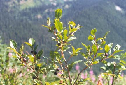 827537795-huckleberry