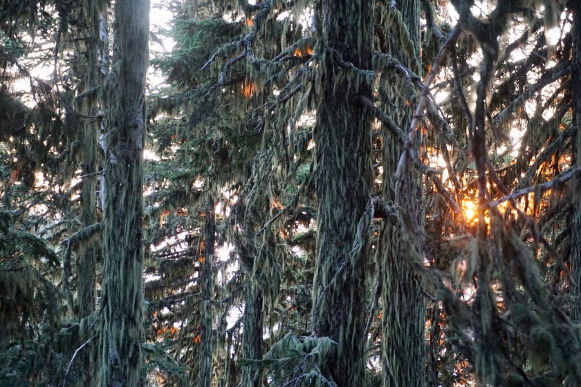 FullSizeRender-3 hood forest tunnel insanity