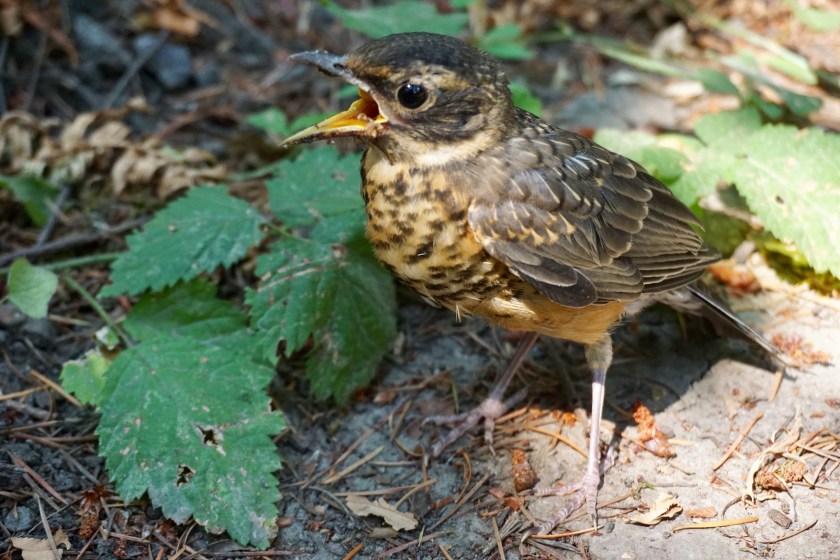 FullSizeRender Snoqualmie Birdie