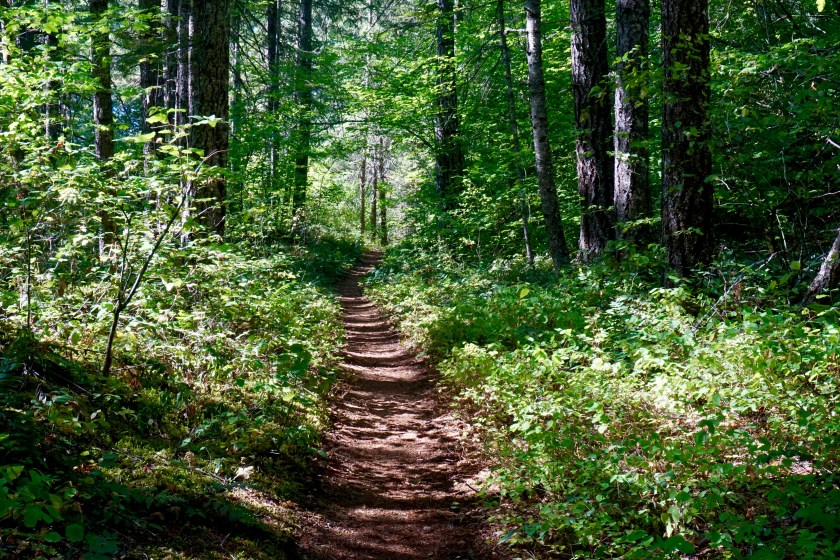 IMG_8373 Ross Lake Path
