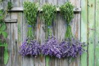 hbc-dj11-drying-herbs-srstock-57878632