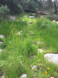 Pinnacles Grassy Path