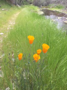 Pinnacles Poppies