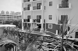 rear window black and white palms